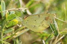 Menophra dalmata - __Pyrisitia Lisa